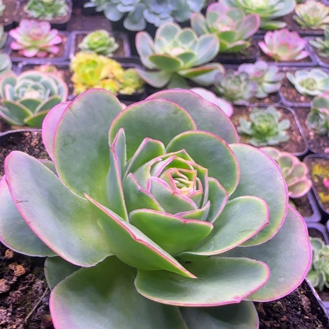 7.5厘米包心捧花玫瑰1242425353