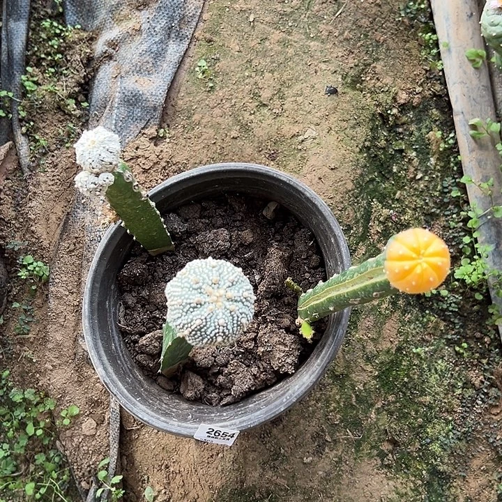 2654号海星体一颗浓白一颗锦色一颗