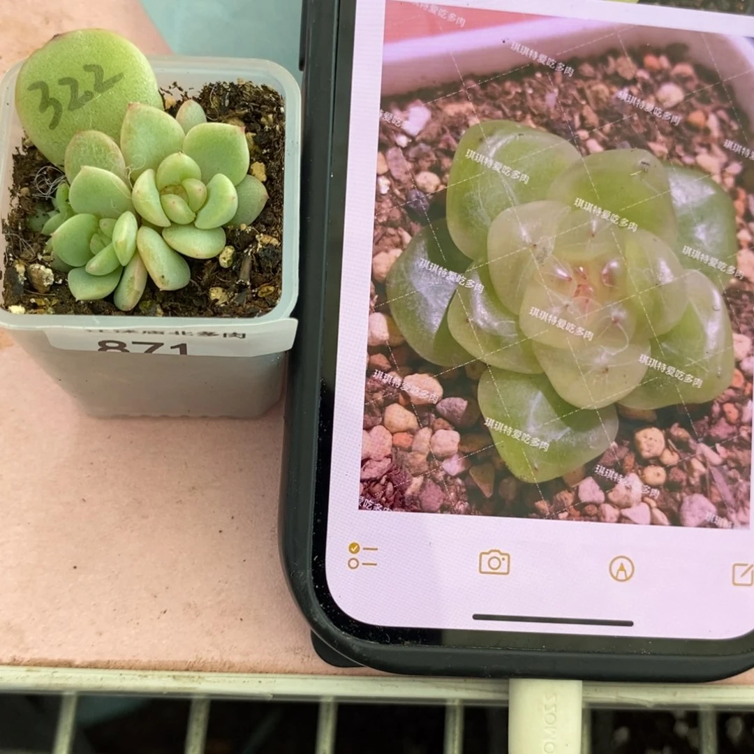 标签871甜心322一个多肉