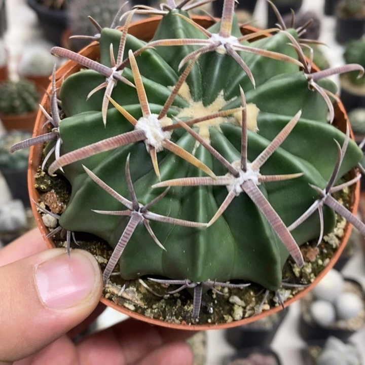 实生剑刺凌波特价