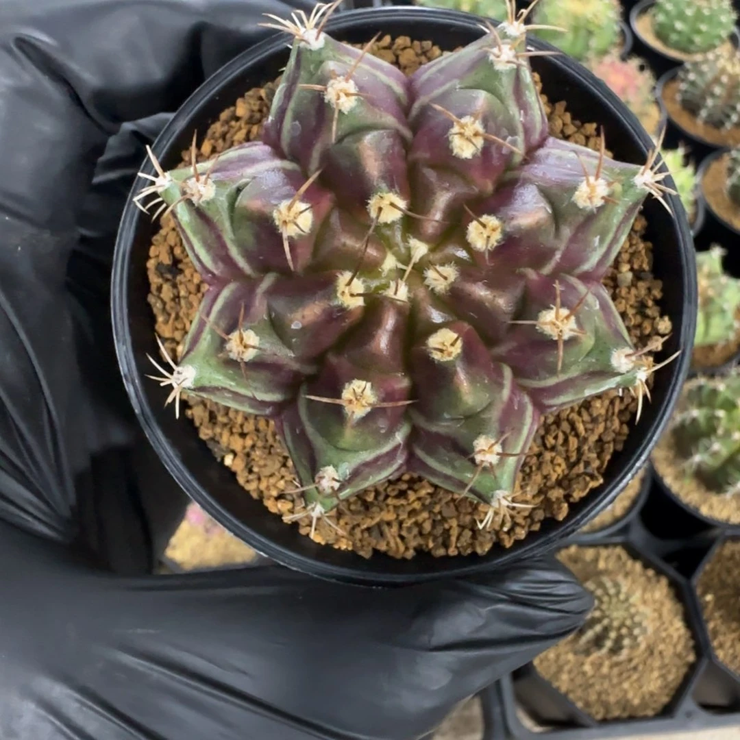 泰系实生轮回带盆土发货