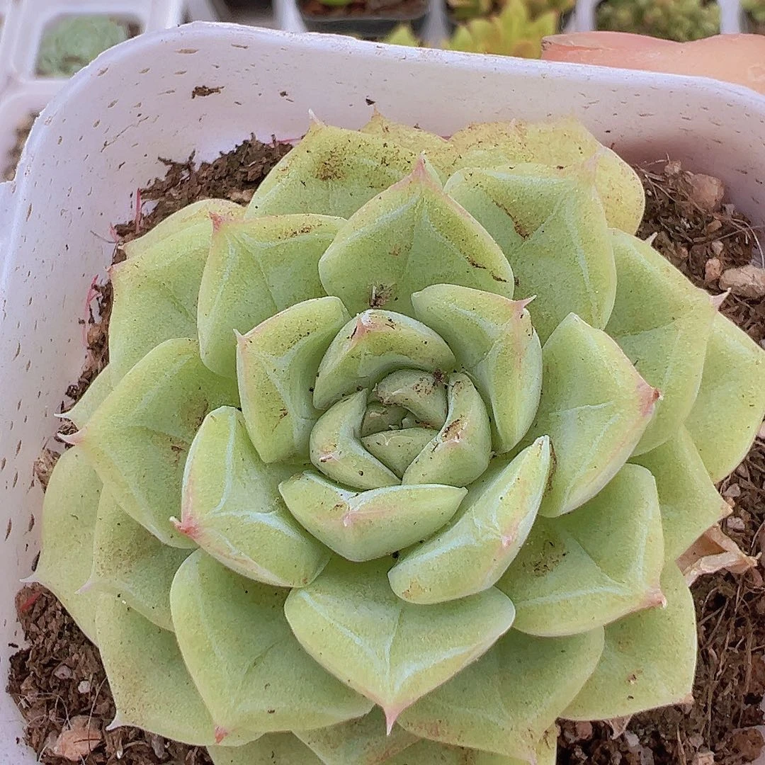 白天鹅单头19包邮多肉