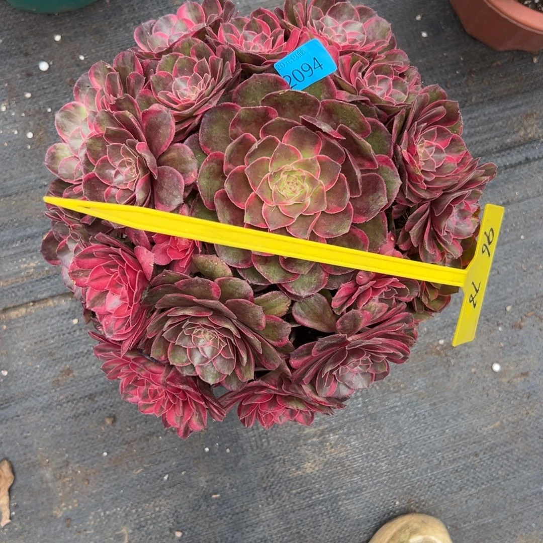 冰*?2094黑魔锦多肉植物系
