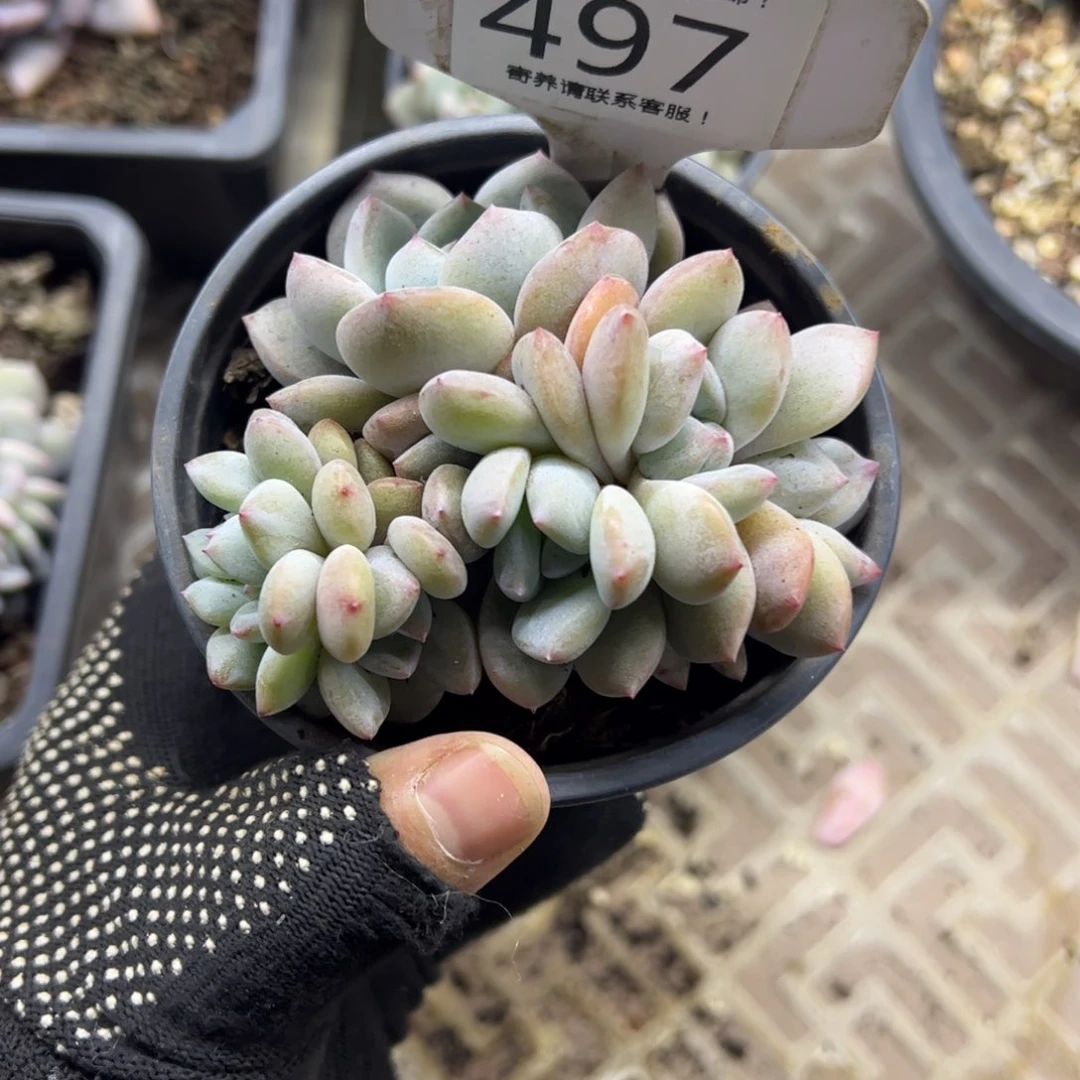 红陶买***停497号多肉植物