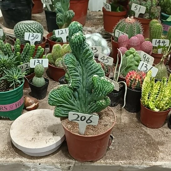 当前无花朵,栽培后可花朵五指山 18元