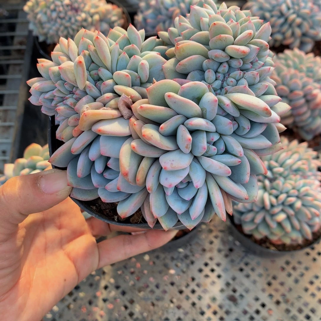 用****022538缀嗯嗯嗯嗯嗯加油