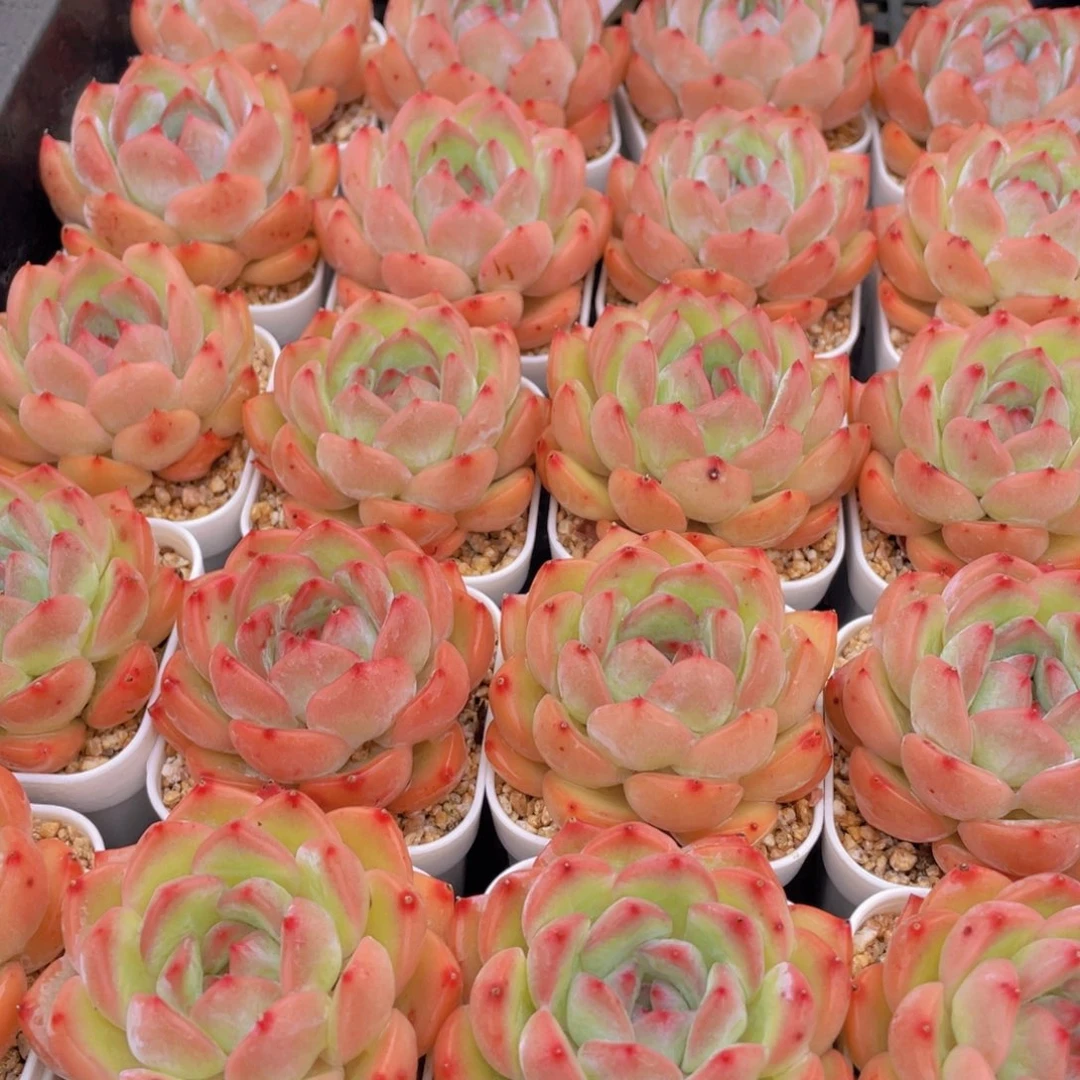 量拍8号 草莓杏仁单头一个