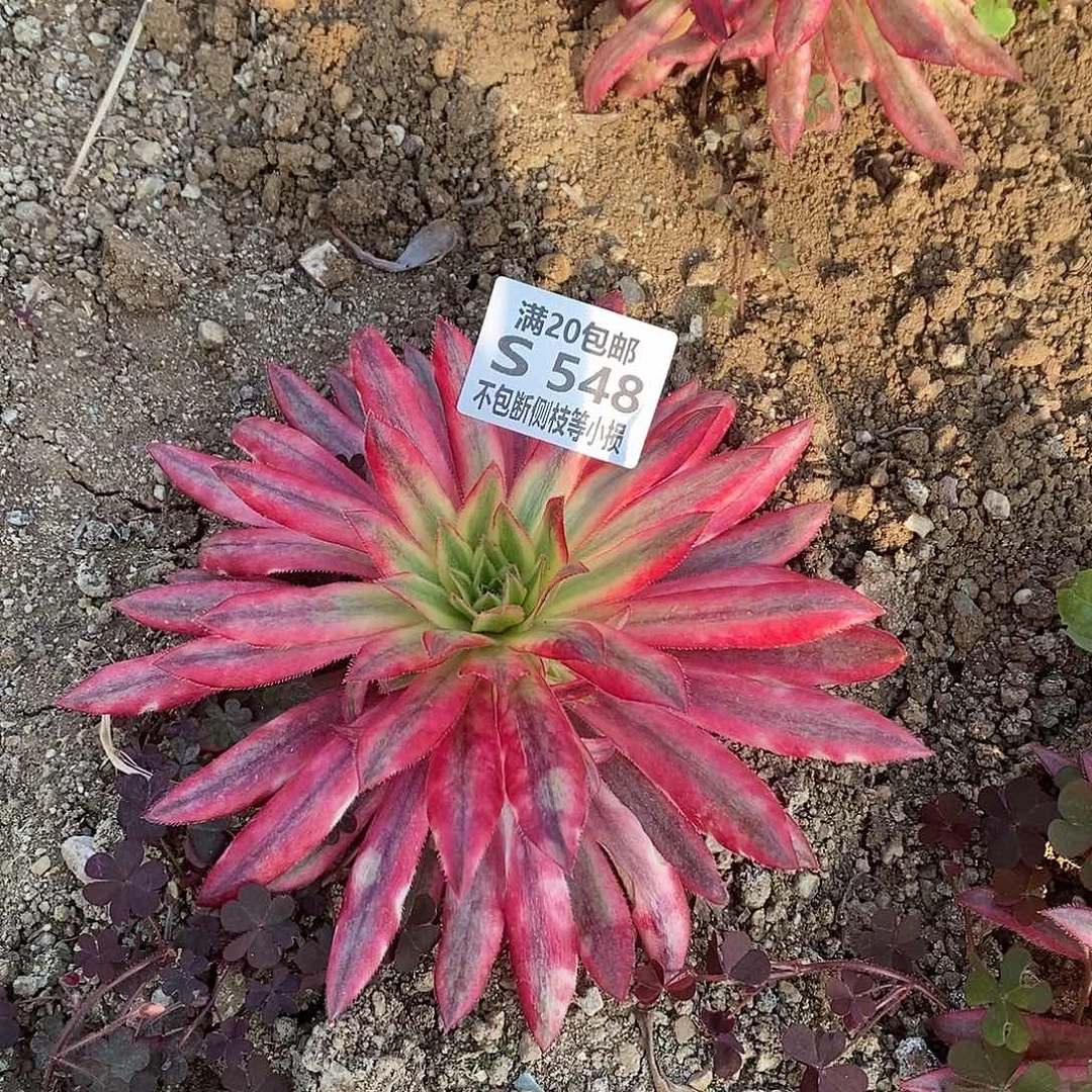 !****y548朱雀多肉法师锦多肉