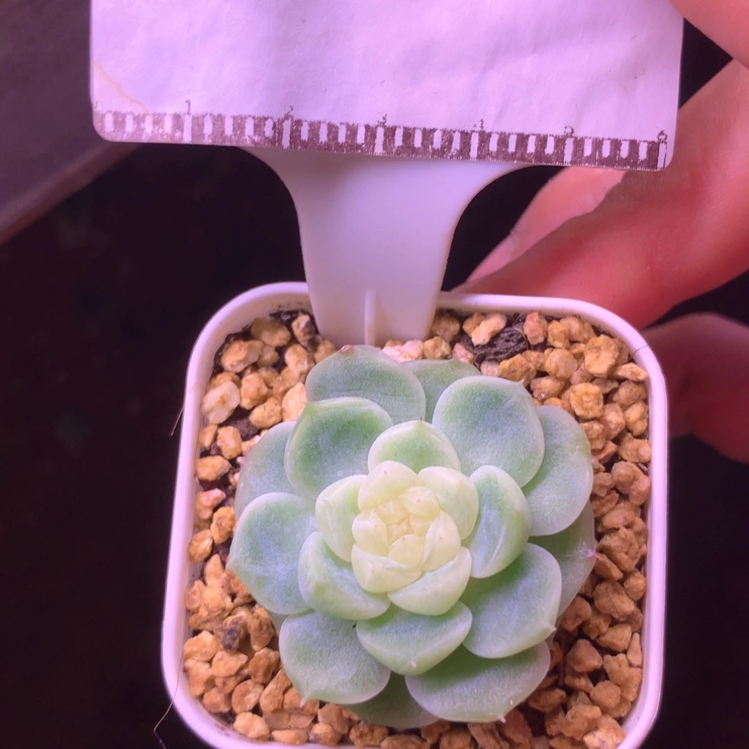 白心财富密码优选58包邮