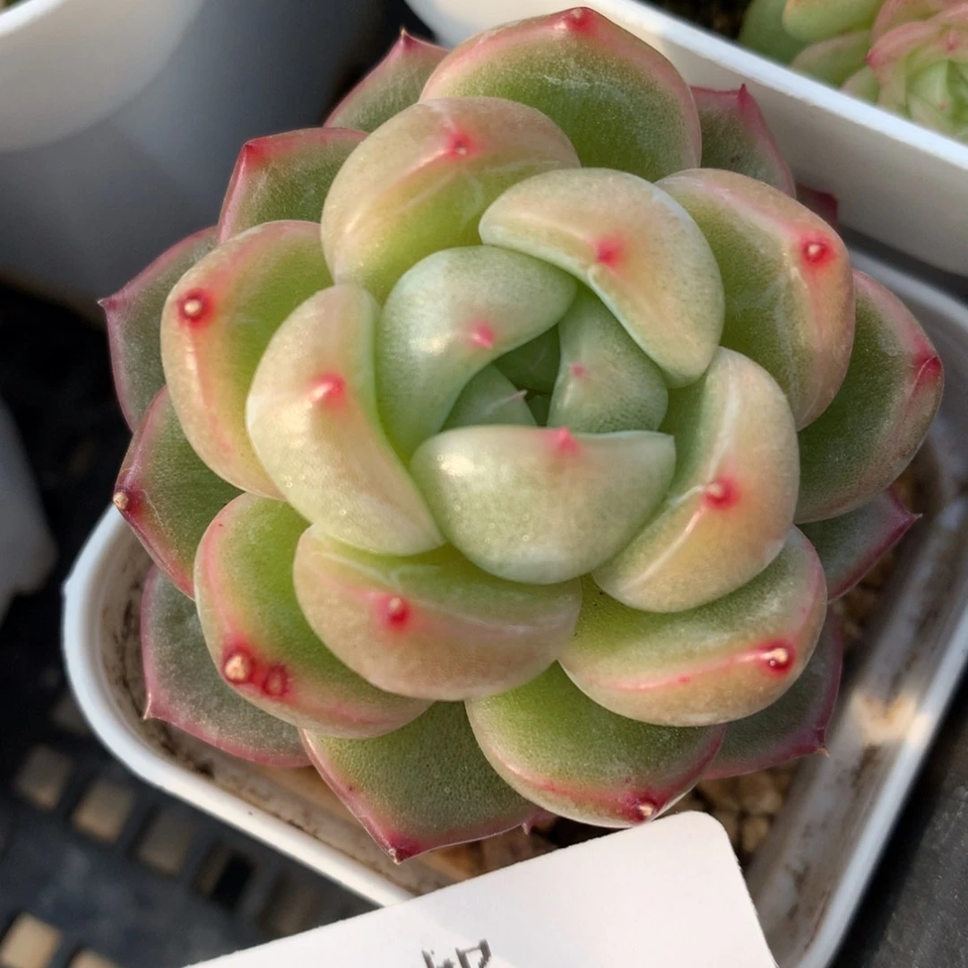 0204-43 珍妮优选