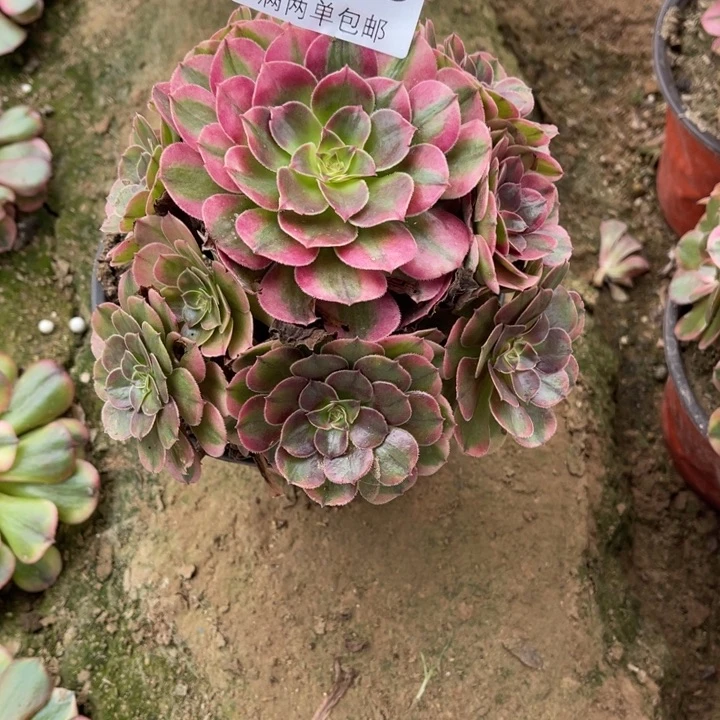 荔枝的人多肉的人2416