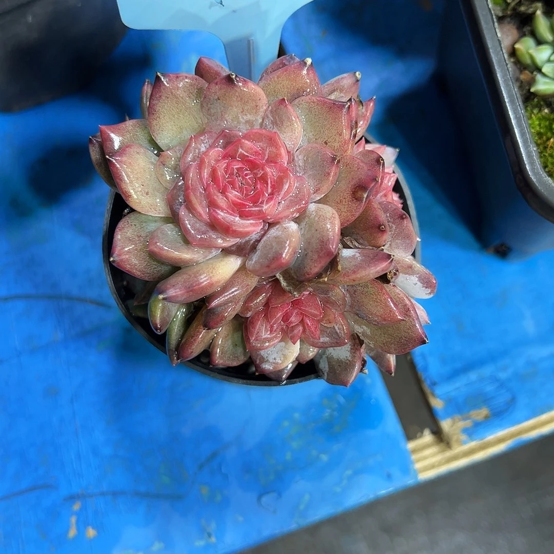 珍妮糖心19号多肉