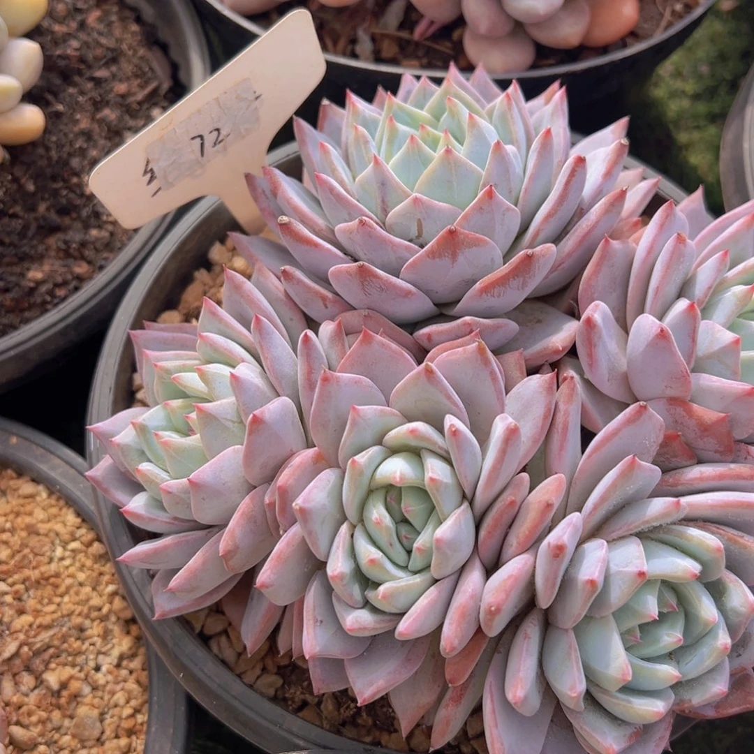 香玉的故事是一个人的故事吗我