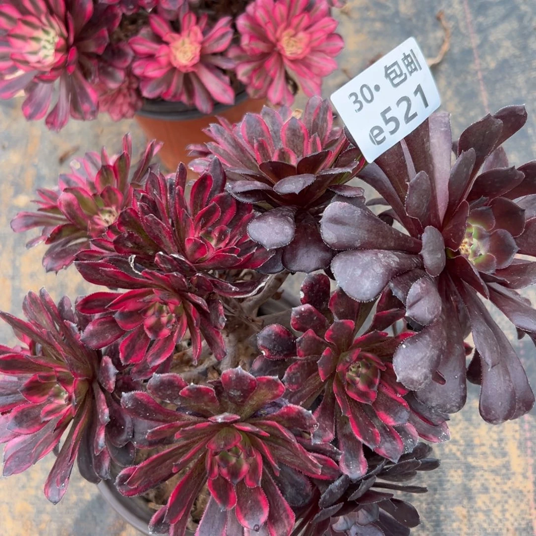 快**活521 多肉法师红金刚