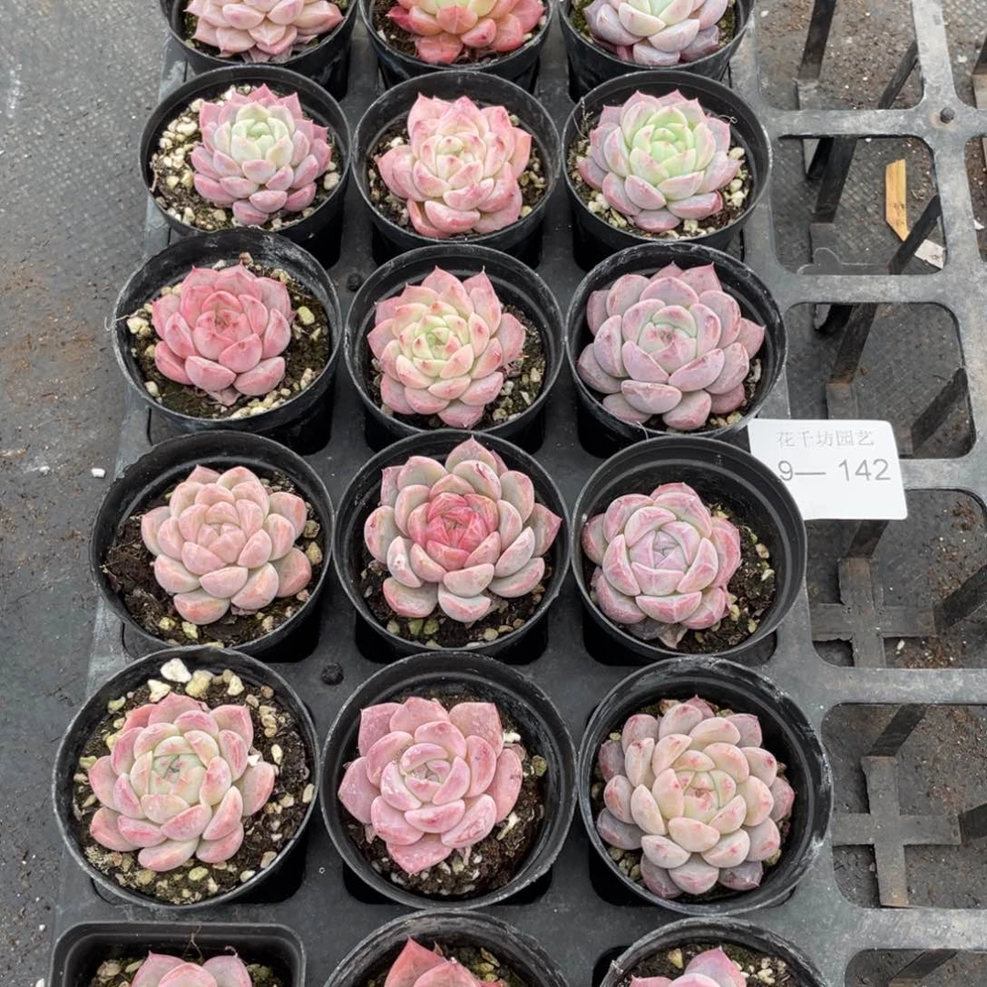 一物一拍18棵9-142