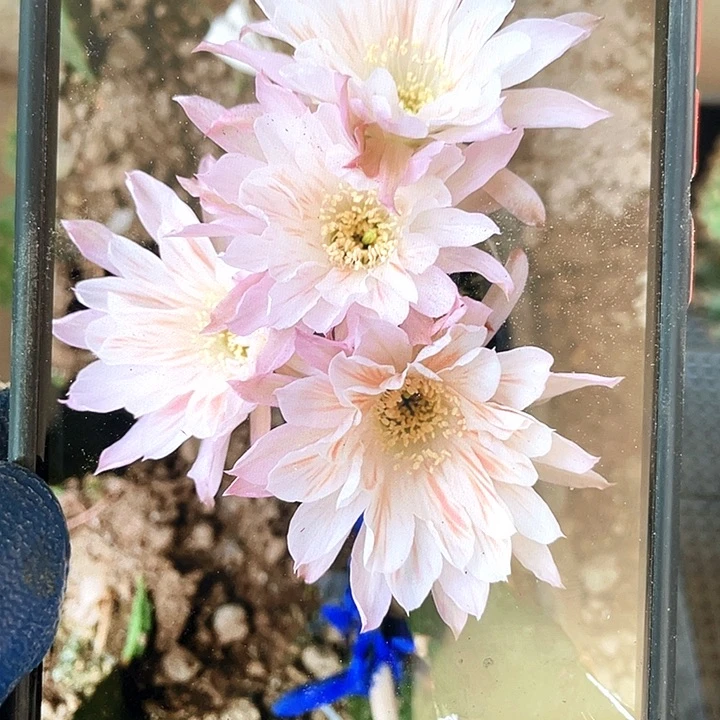 雪花膏母球带柱子