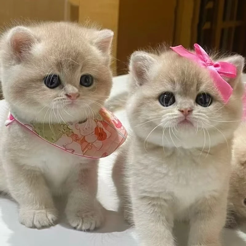 【小佬虎喵喵屋 】活体宠物甜美猫猫专用链接