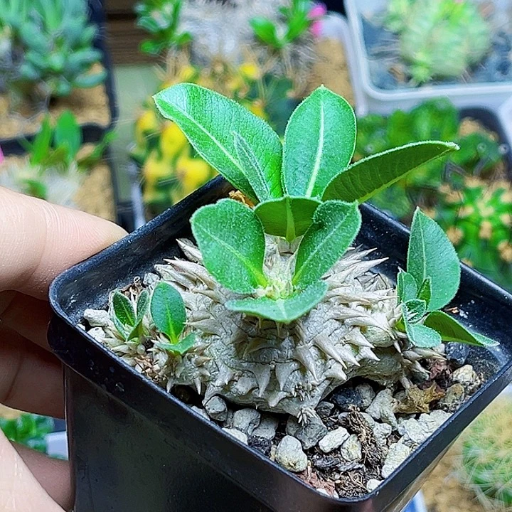 惠比须笑一颗一颗