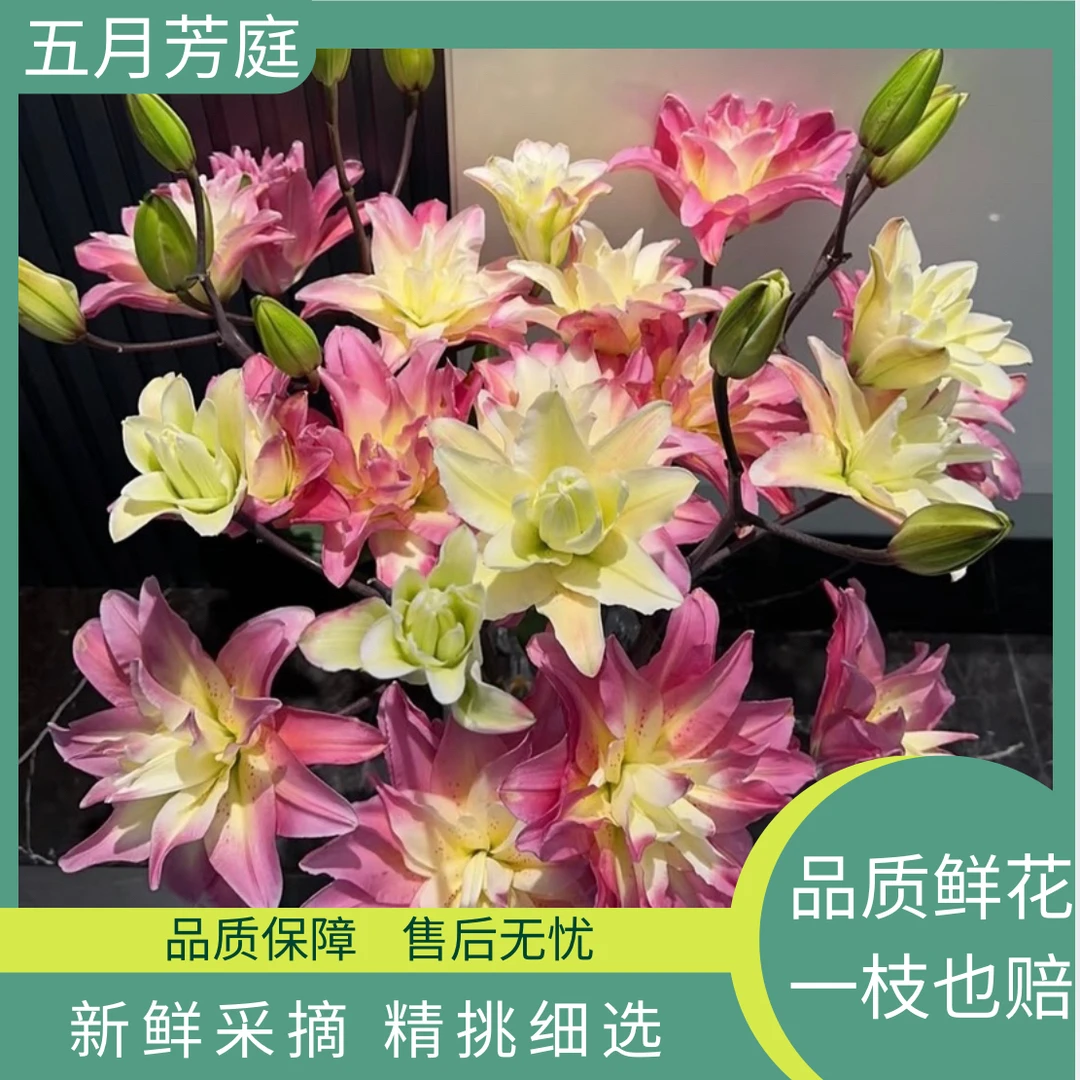 3头【幸运爱神】重瓣百合高级稀缺小众鲜花花材