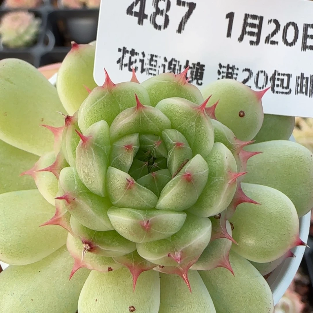 花语逸境0120-487