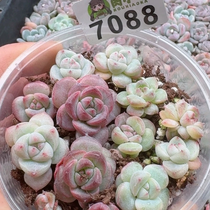 @*左多肉植物多肉植物