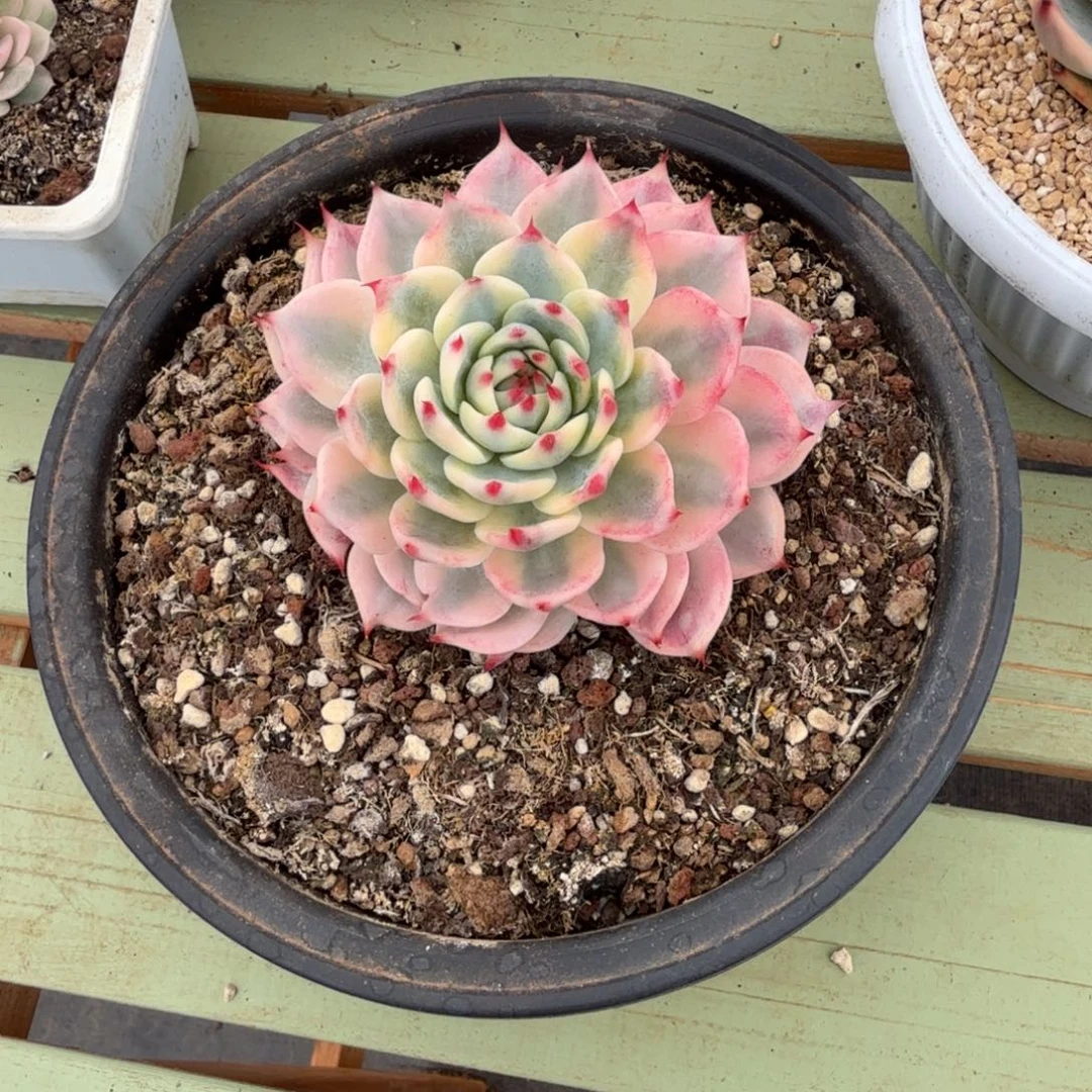 (***熊吉娃娃锦锦上园艺一物一拍