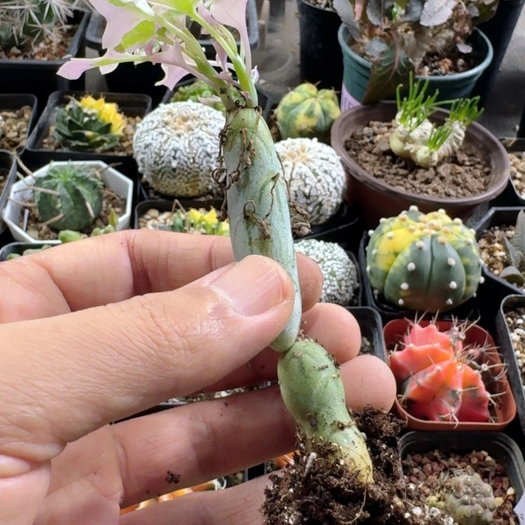 726七宝树锦脱土发货