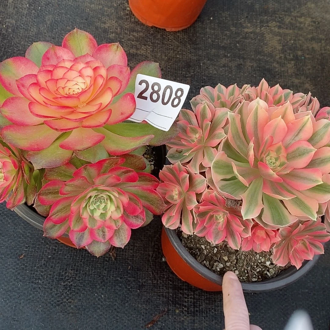 红陶喜****82808荔枝女巫小颗的3度儿女