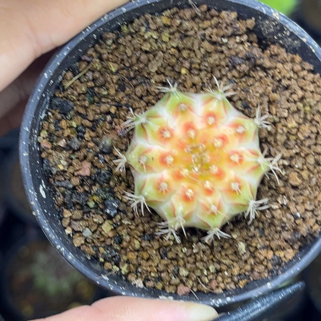 泰系白轮回 带盆土发货