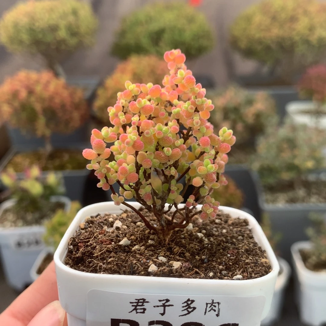 286蜜橘糖球。