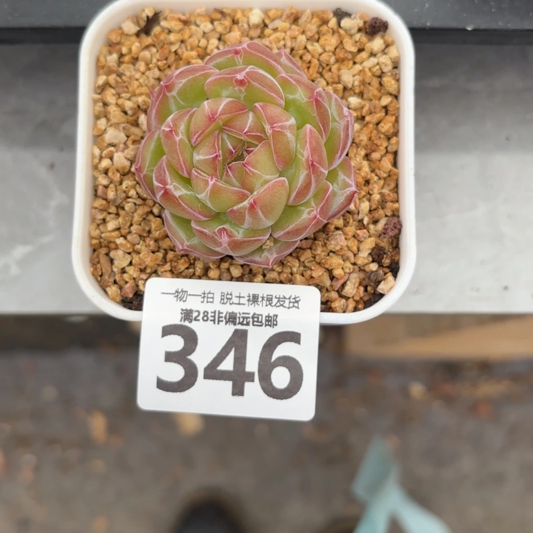 棒***）雪花珍妮无盆土发货