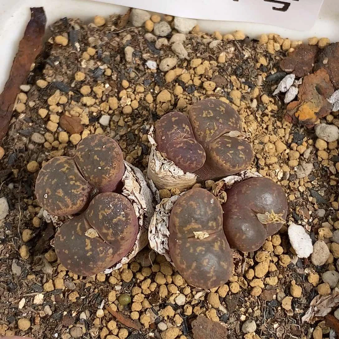 0905-7-勋章福利。