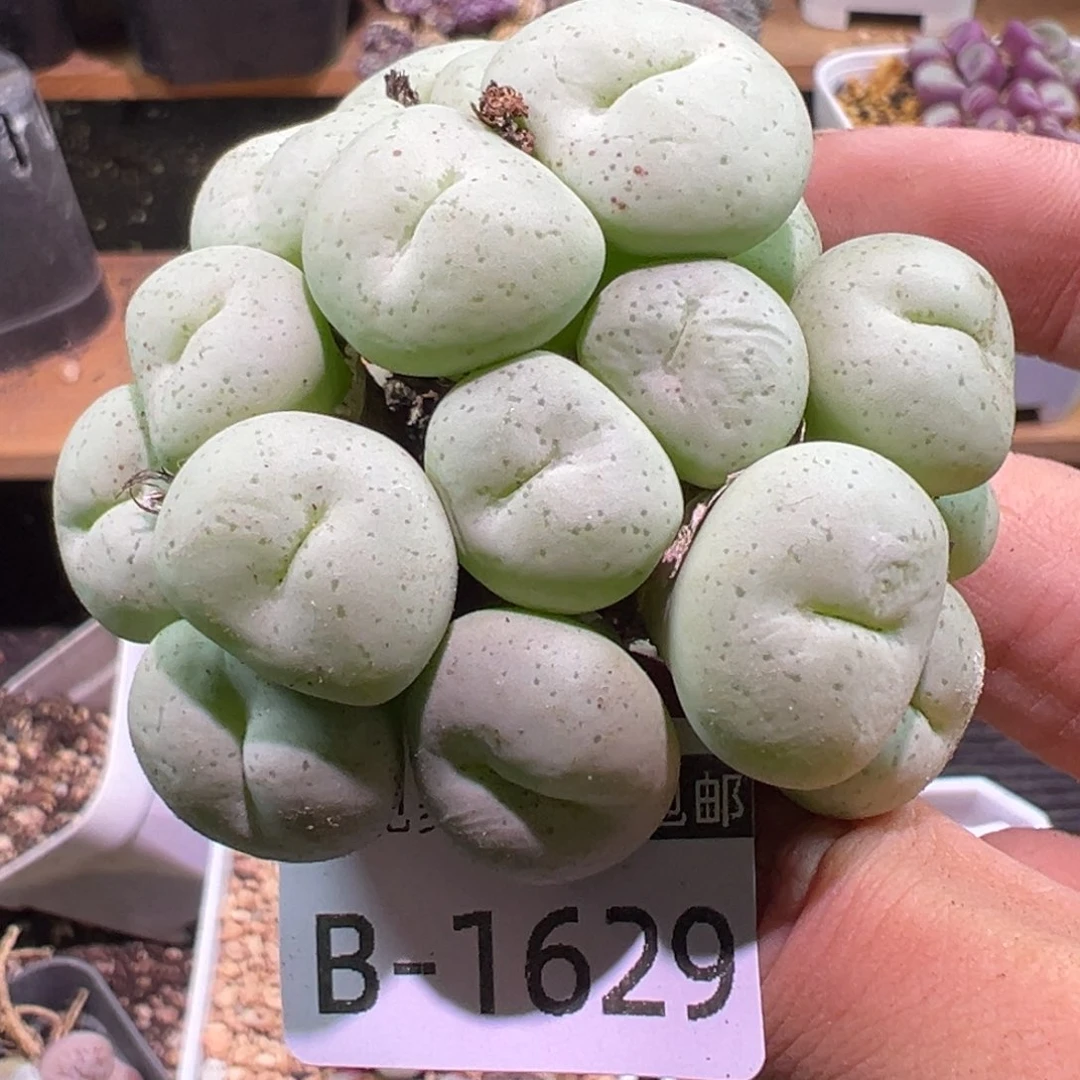 多肉植物1111111111111