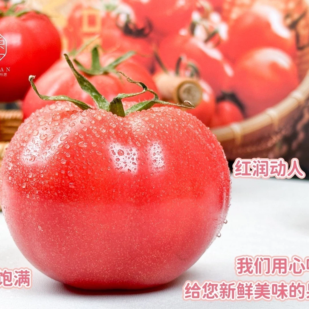 西域小白 柿愿 普罗旺斯西红柿 皮薄肉沙 一口爆汁