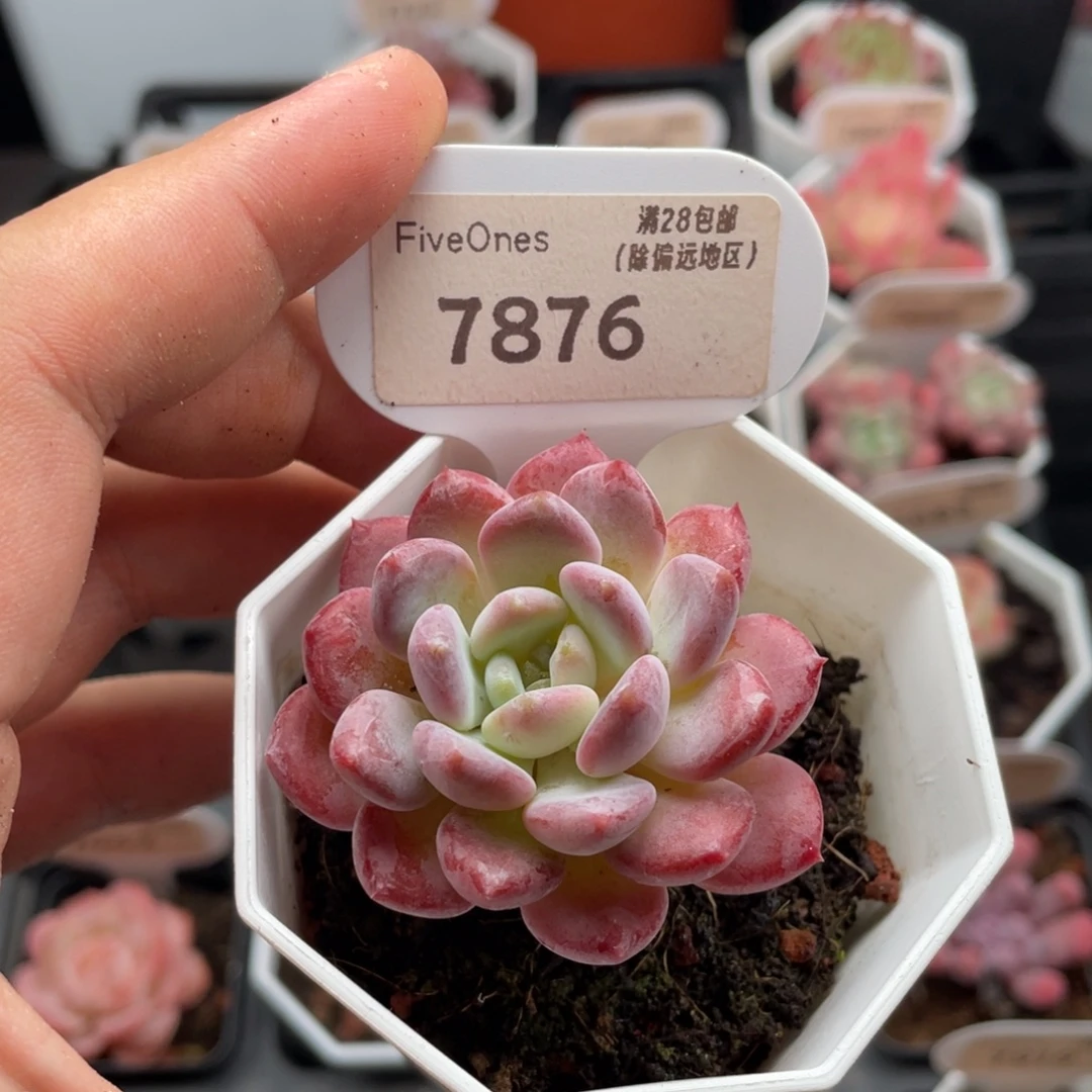 水晶琥珀7876-5厘米