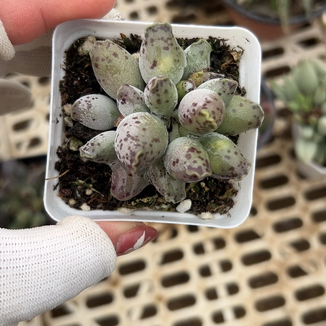 多肉植物海豹多肉