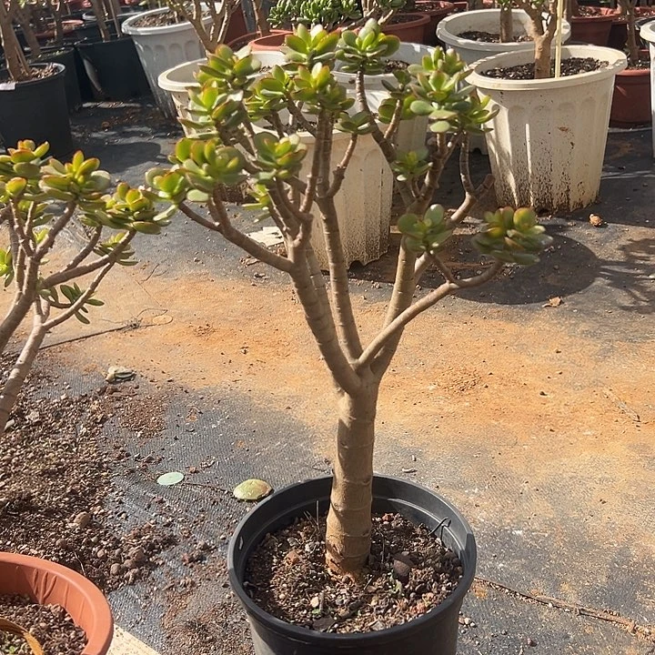 鹿****馆多肉植物实物30