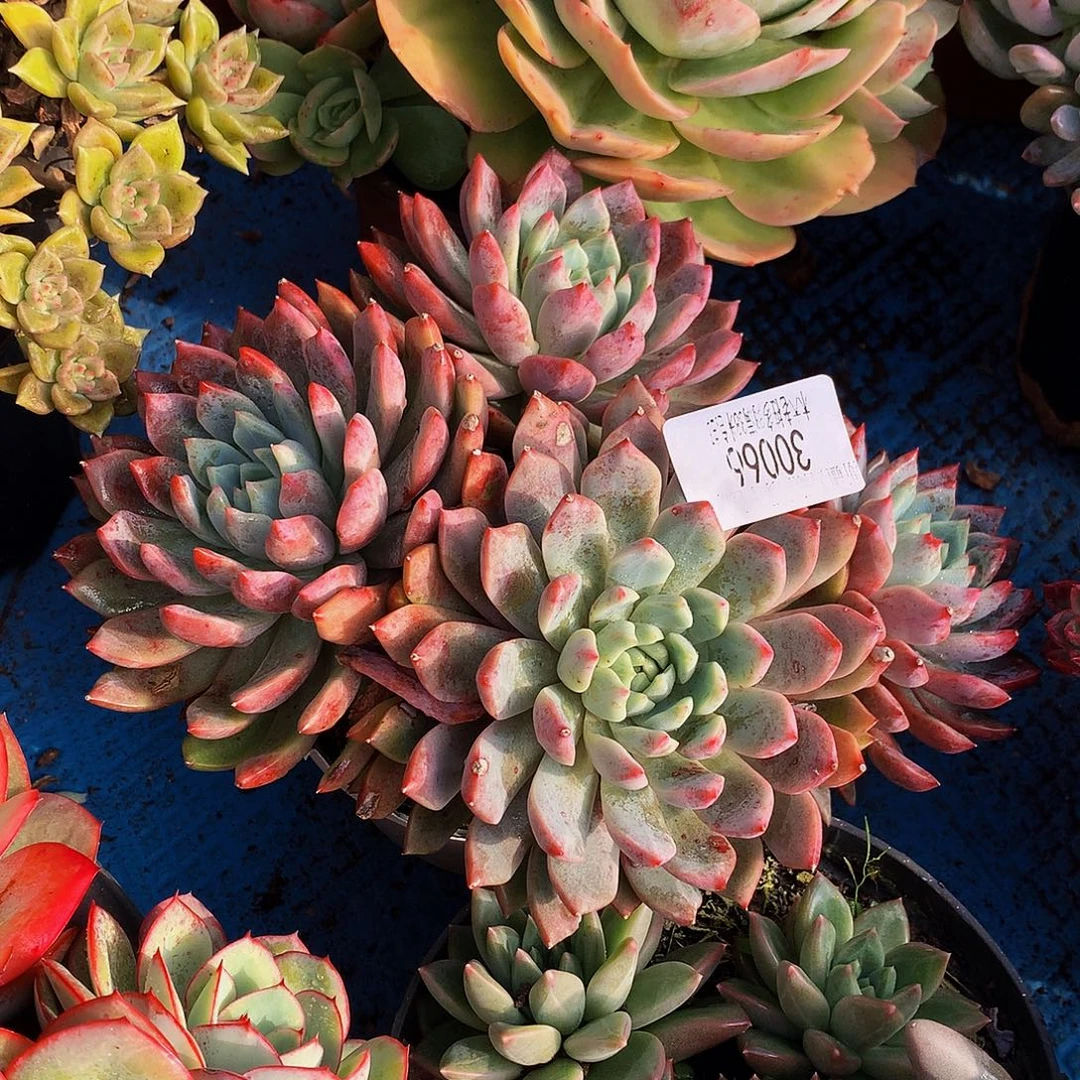 雪***絨   血燕多肉30066