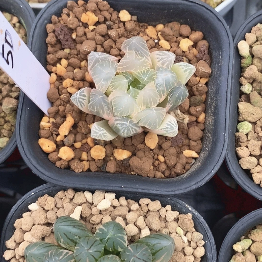 赤线十二卷多肉植物