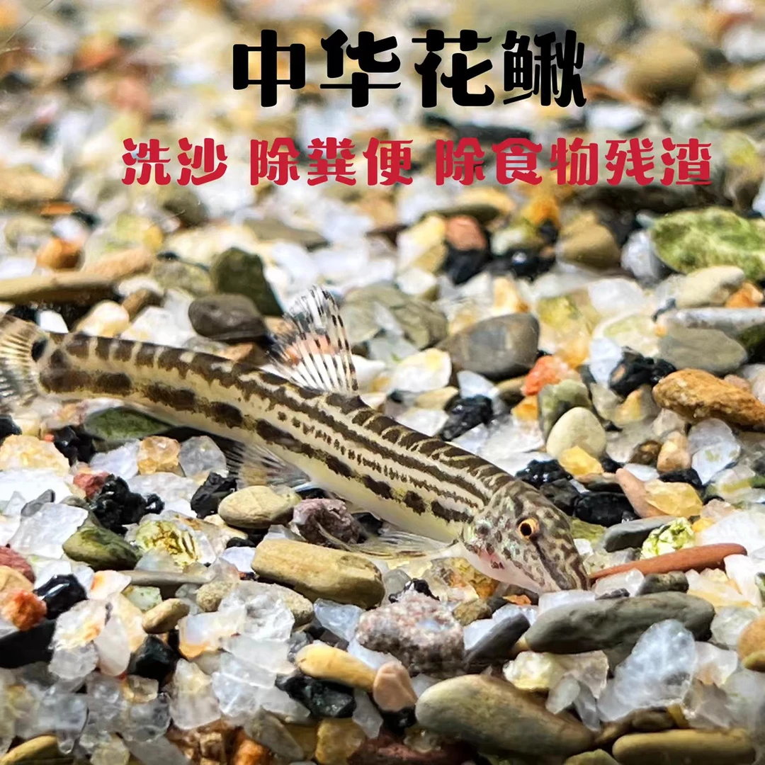 中华花鳅 原生鱼 冷水清洁鱼 清道夫 冷水鱼 洗沙器 清理鱼便包邮