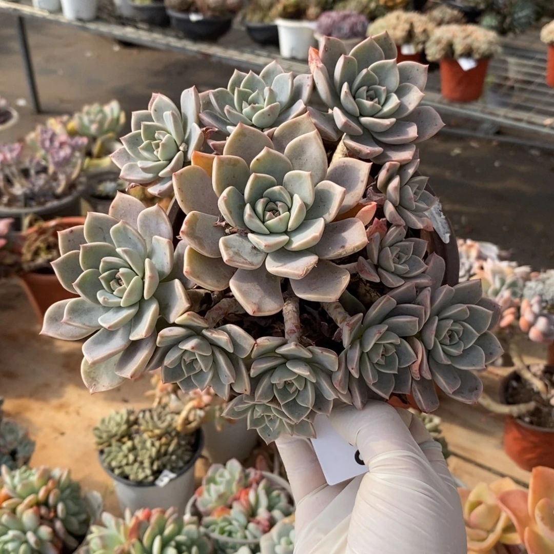 586红粉佳人一物一拍