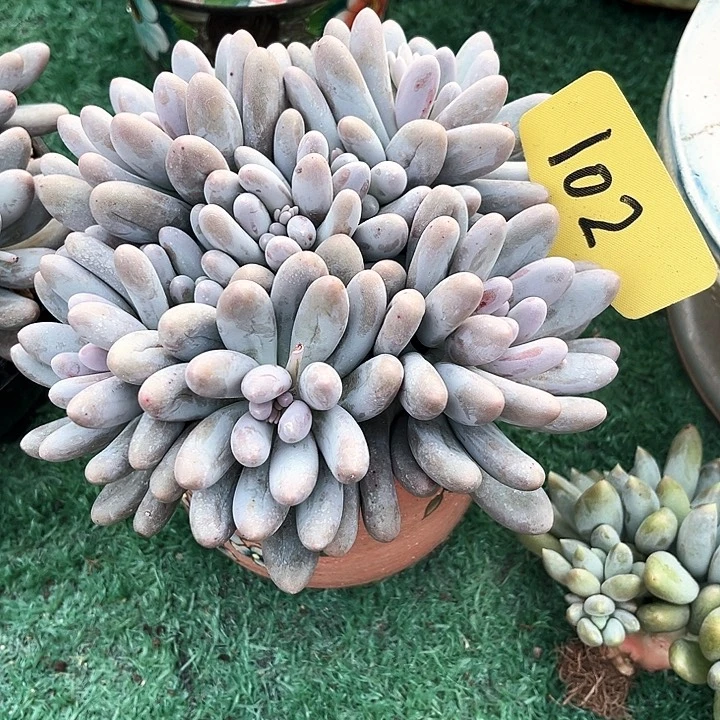 汤圆102号码牌子的话题