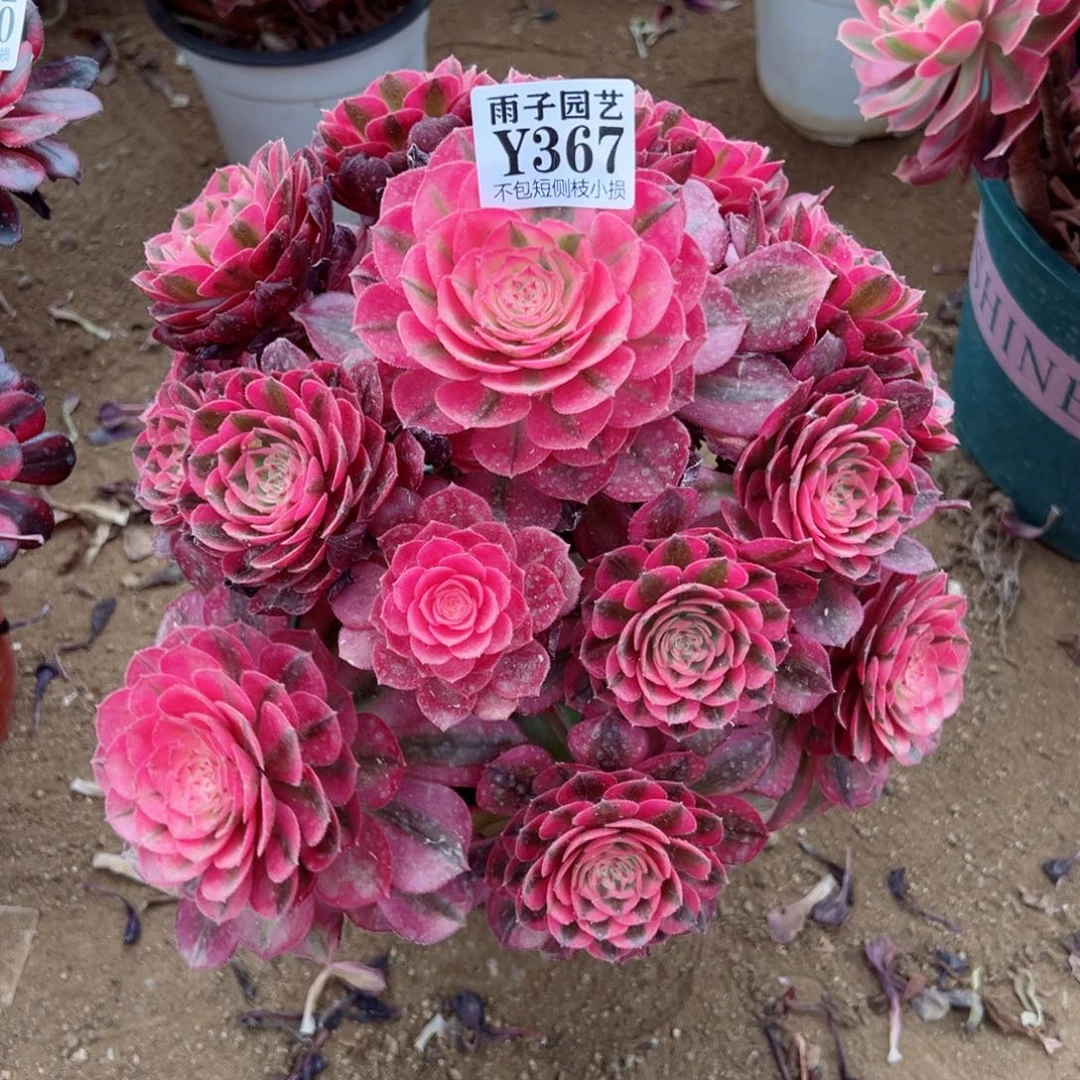 367荔枝尺寸25左右不周正追光特价