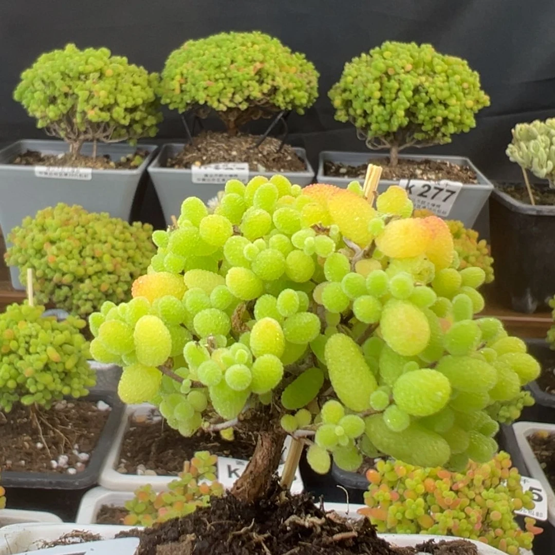 【闪购商品】k751金桔糖球大特价