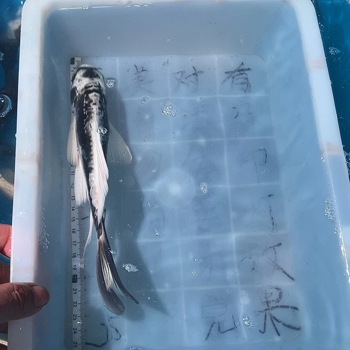 蝴蝶鲤鱼渔场直发86