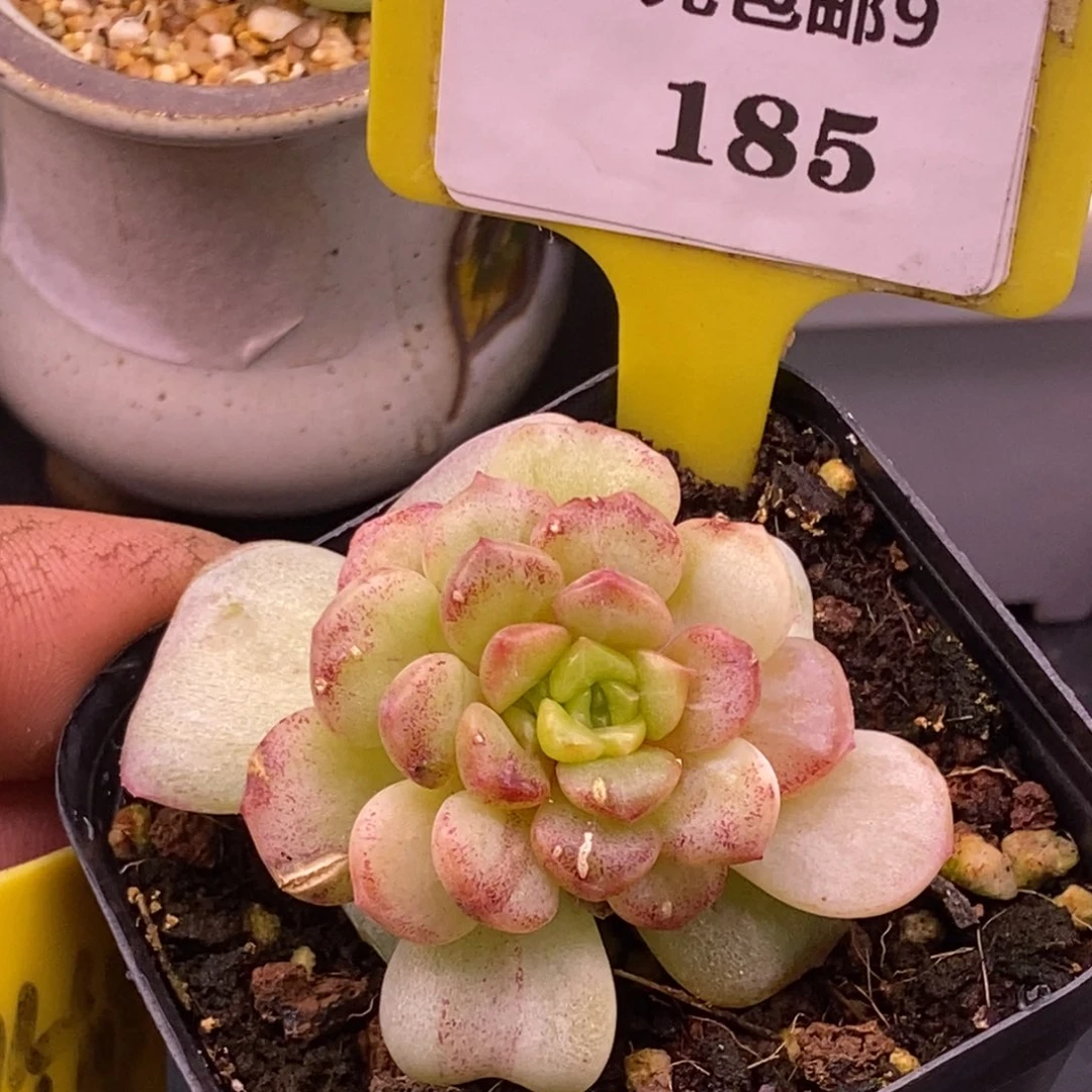 9185泡影变异锦心变异