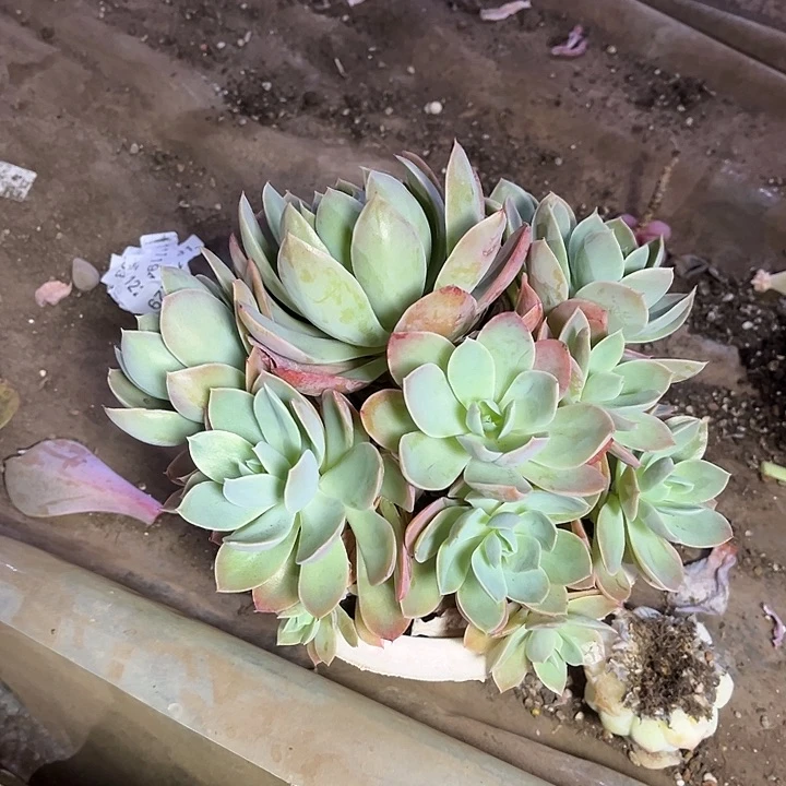 音****T丝绸面纱多肉植物