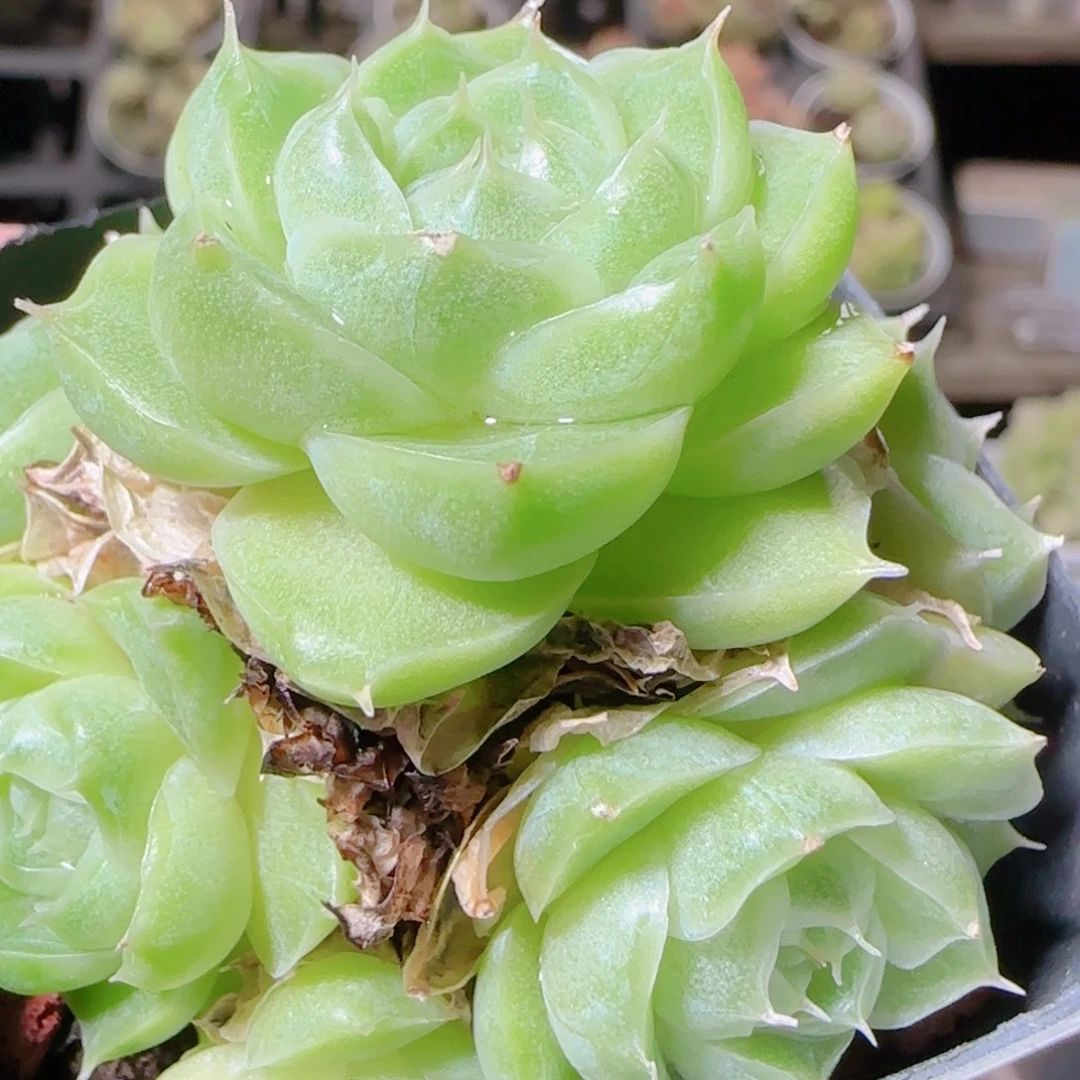 花语逸镜1105-411散