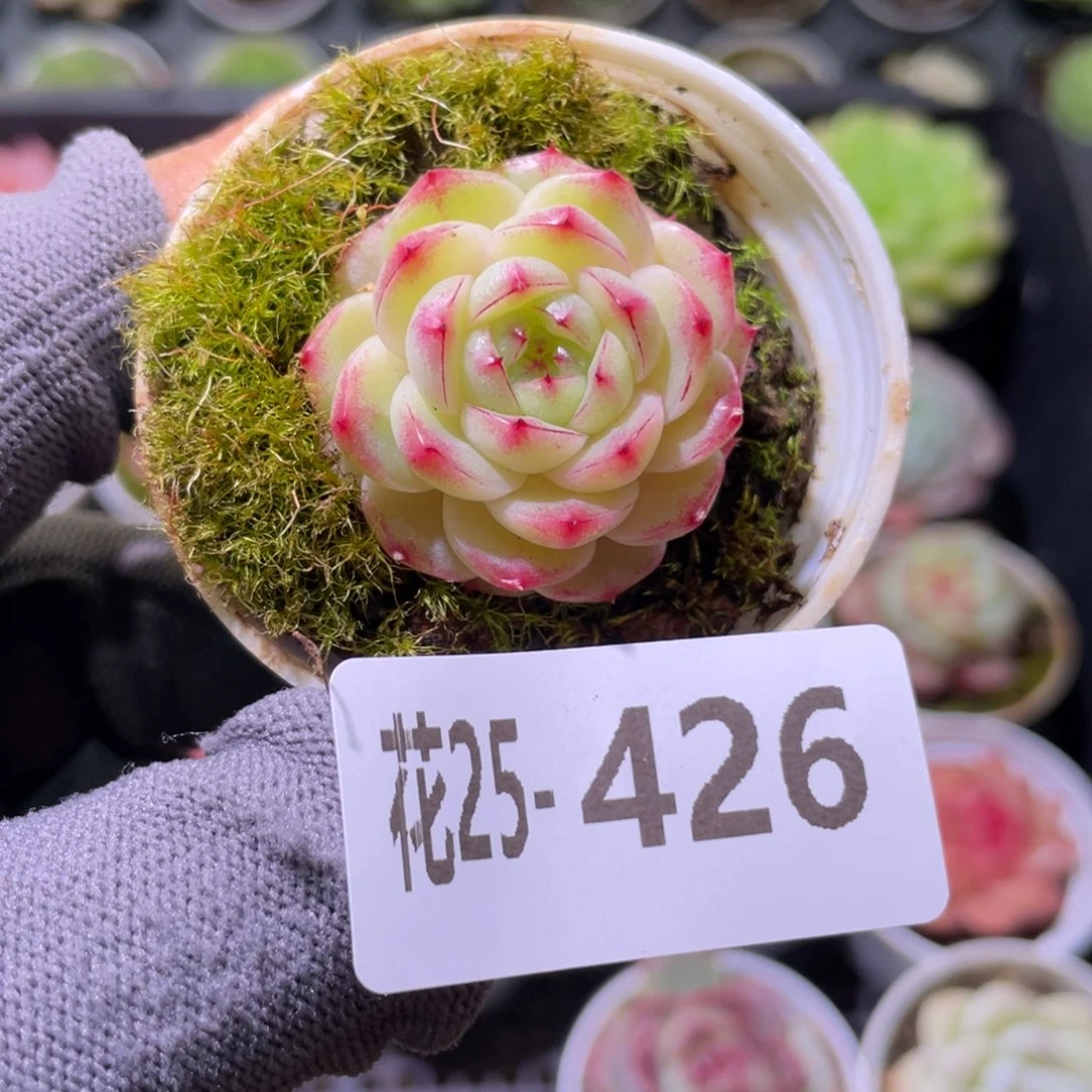 花利美25-426新品珍妮