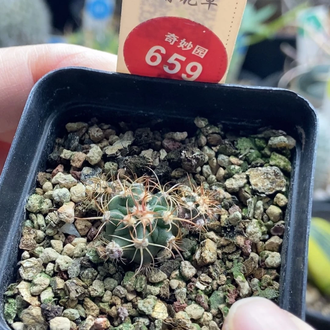 实生卷刺凌波群一颗仙人球